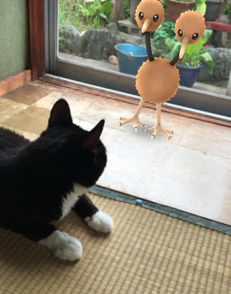 Apparently, Animals Can See Pokemons Too