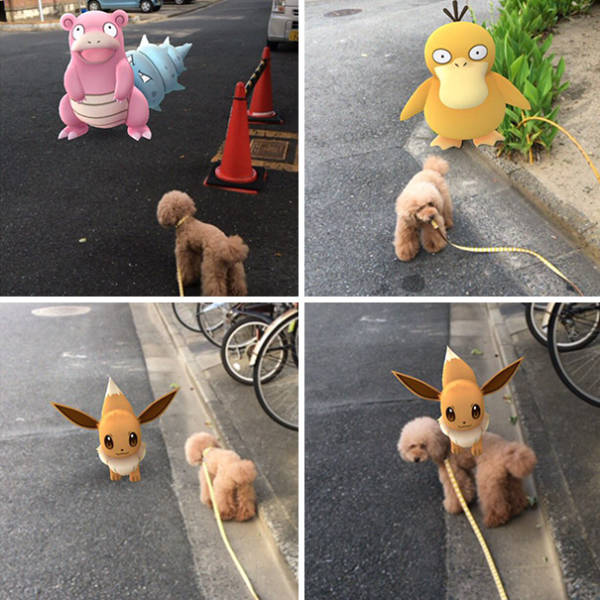 Apparently, Animals Can See Pokemons Too