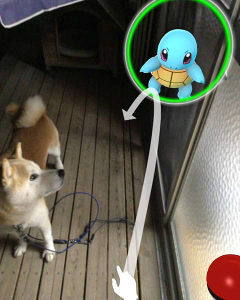 Apparently, Animals Can See Pokemons Too