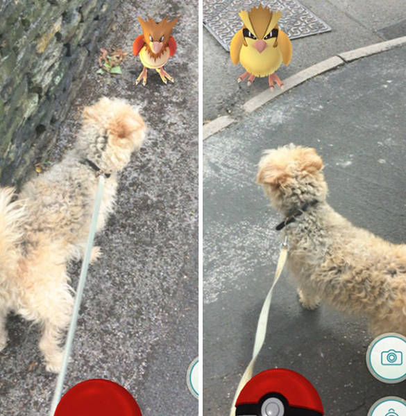 Apparently, Animals Can See Pokemons Too