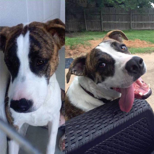 Facial Expressions Of Animals Before And After Adoption Will Hit You Right In The Feels