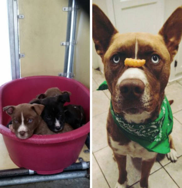 Facial Expressions Of Animals Before And After Adoption Will Hit You Right In The Feels