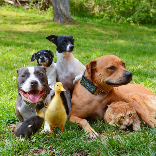 This Is What It’s Like To Live With Four Dogs, A Cat And Two Ducklings