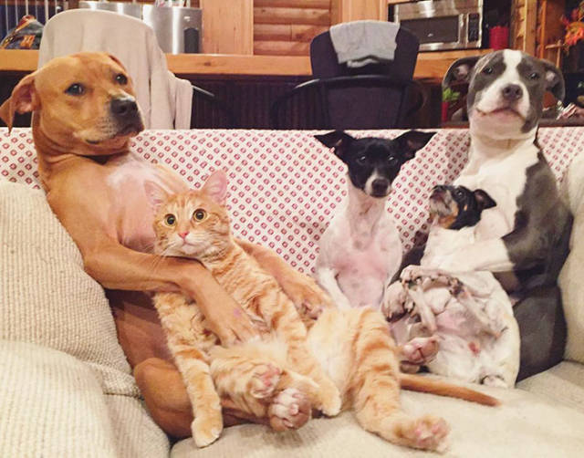 This Is What It’s Like To Live With Four Dogs, A Cat And Two Ducklings