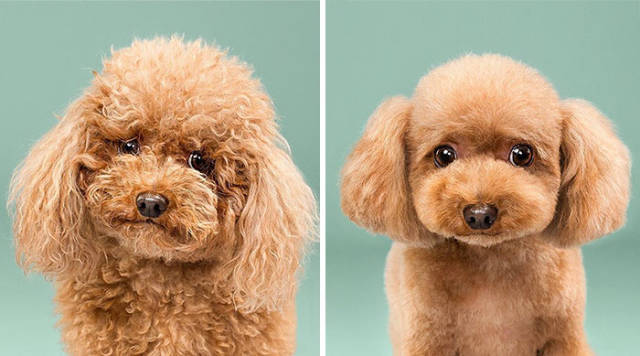 Dogs’ Faces Before And After Grooming