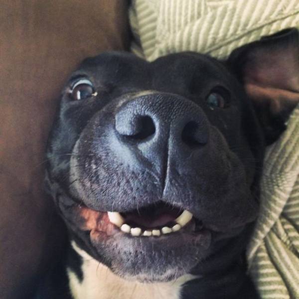 These Are The Faces Dogs Make When They Realize They’ve Just Been Adopted