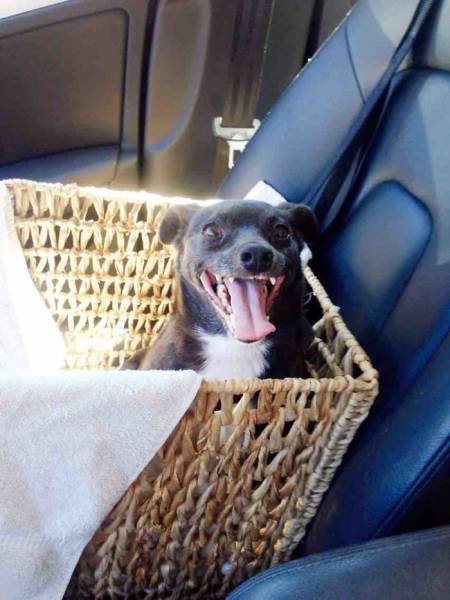 These Are The Faces Dogs Make When They Realize They’ve Just Been Adopted