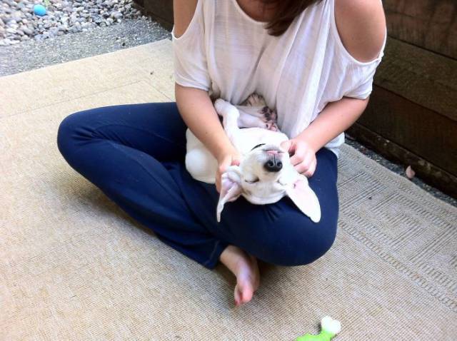 These Are The Faces Dogs Make When They Realize They’ve Just Been Adopted These Are The Faces Dogs Make When They Realize They’ve Just Been Adopted