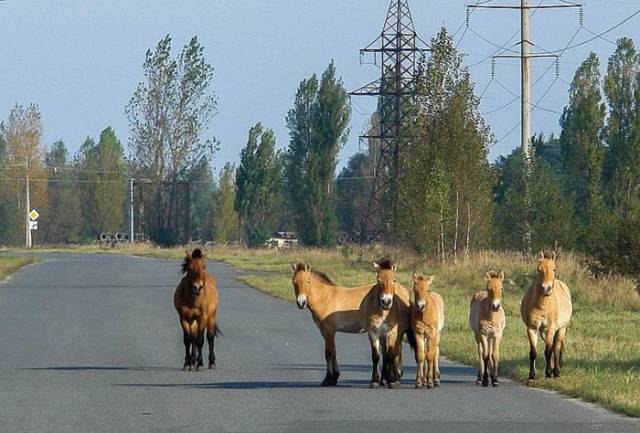 Animals Of Chernobyl