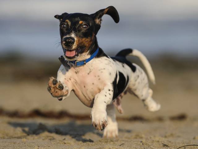 The List Of The Most Active And High-Energy Dog Breeds In The US