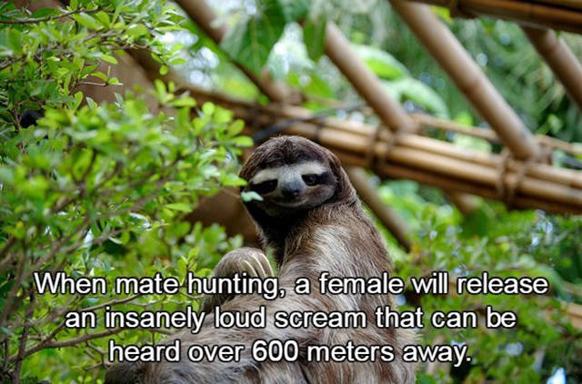 Fun Facts About Sloths