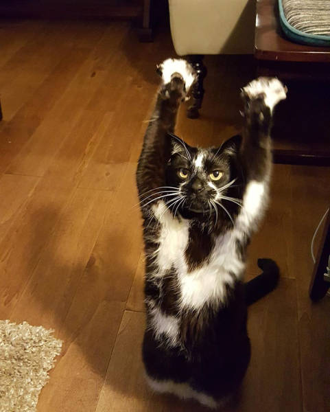 Why This Cat Keeps Putting Its Paws In The Air Is A Mystery To Everybody