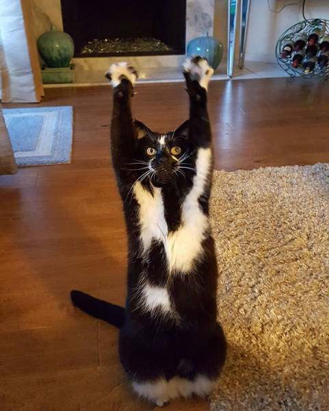 Why This Cat Keeps Putting Its Paws In The Air Is A Mystery To Everybody