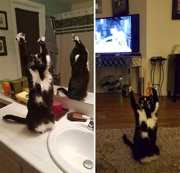 Why This Cat Keeps Putting Its Paws In The Air Is A Mystery To Everybody