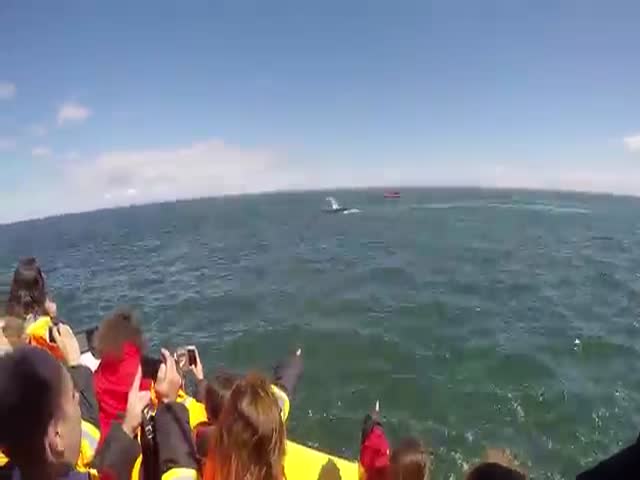 A Huge Blue Whale Passes Under The Boat Full Of Tourists For Their Enjoyment