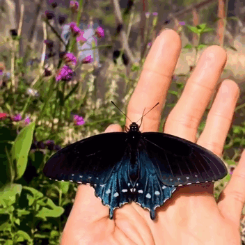 A Man Was Able To Repopulate Rare Butterfly Species In His Own Backyard