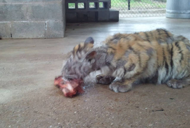 Amazing Recovery Of A Sick Tiger Cub Rescued From A Travelling Circus