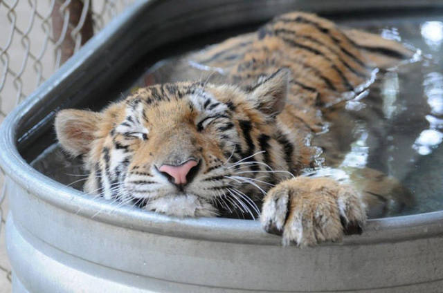 Amazing Recovery Of A Sick Tiger Cub Rescued From A Travelling Circus