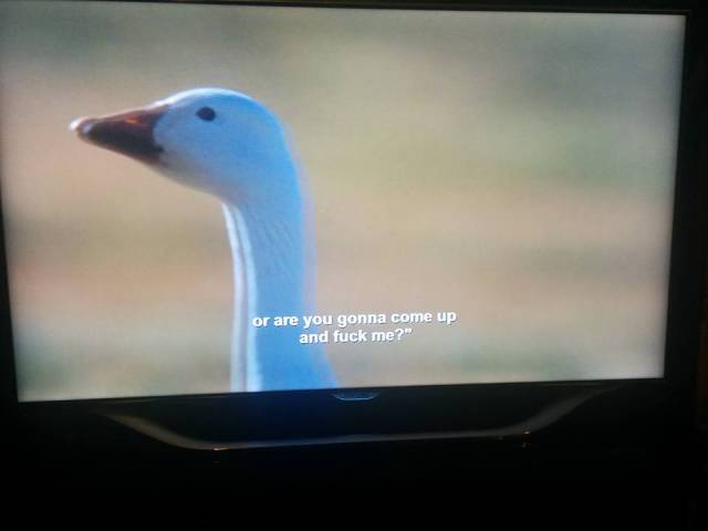 BBC Nature Show And Some Accidental Aziz Ansari’s Subtitles is Simply Hilarious