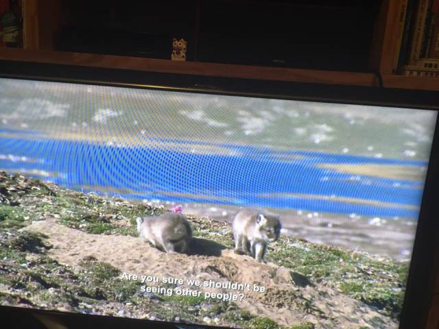 BBC Nature Show And Some Accidental Aziz Ansari’s Subtitles is Simply Hilarious