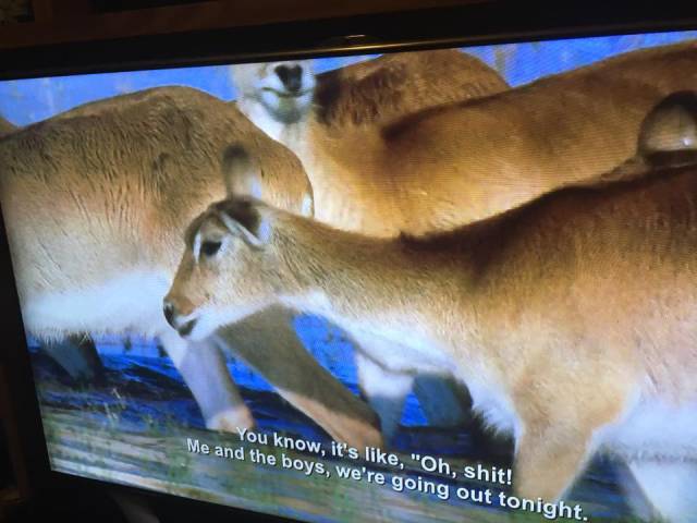 BBC Nature Show And Some Accidental Aziz Ansari’s Subtitles is Simply Hilarious