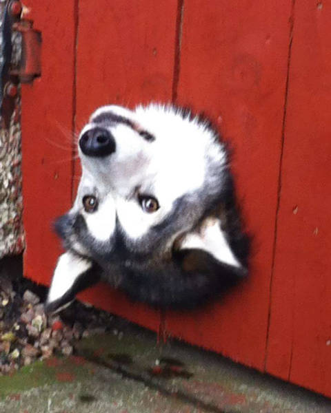 Dogs Sticking Their Head Through Fences Is A Funny View