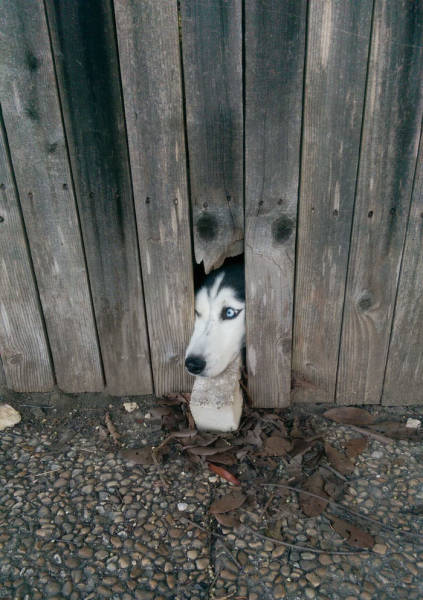 Dogs Sticking Their Head Through Fences Is A Funny View