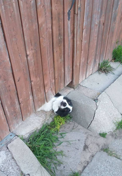 Dogs Sticking Their Head Through Fences Is A Funny View