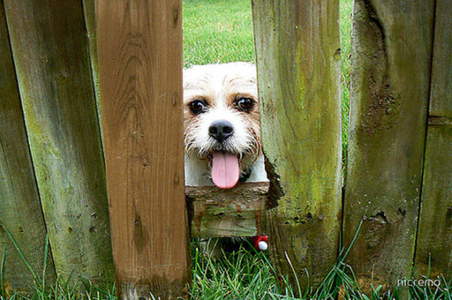 Dogs Sticking Their Head Through Fences Is A Funny View