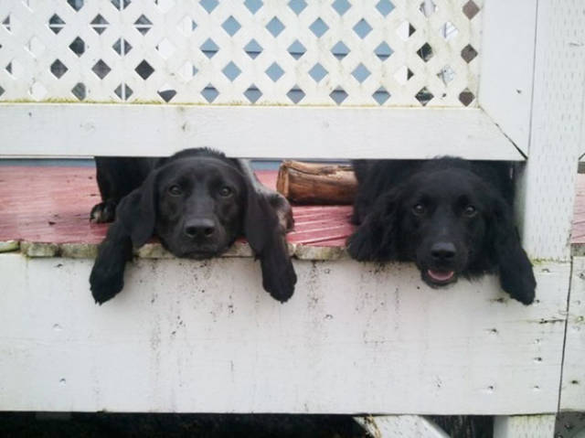 Dogs Sticking Their Head Through Fences Is A Funny View