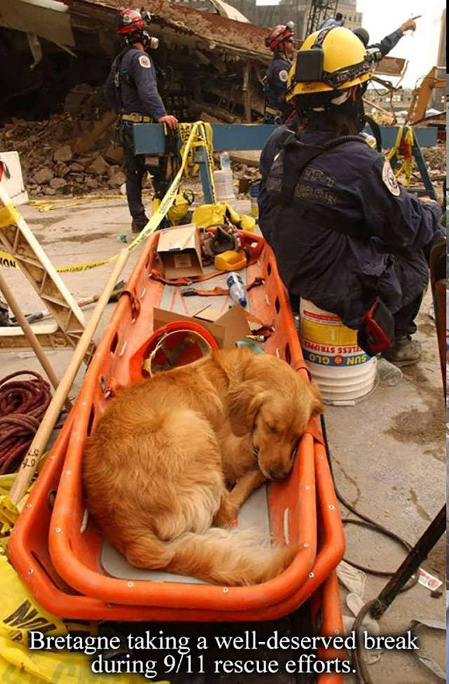 Bretagne: The Last 9/11 Rescue Dog