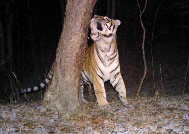 Hidden Cameras Capture Amazing Photos Of Animals In The Wild