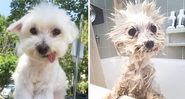 Hilarious Photos Of Dogs Before And After A Bath