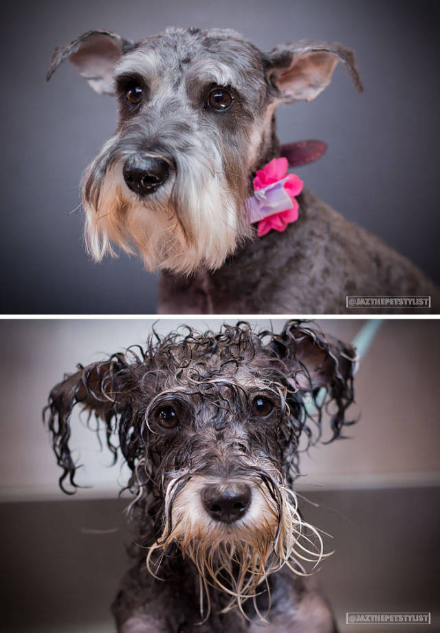 Hilarious Photos Of Dogs Before And After A Bath