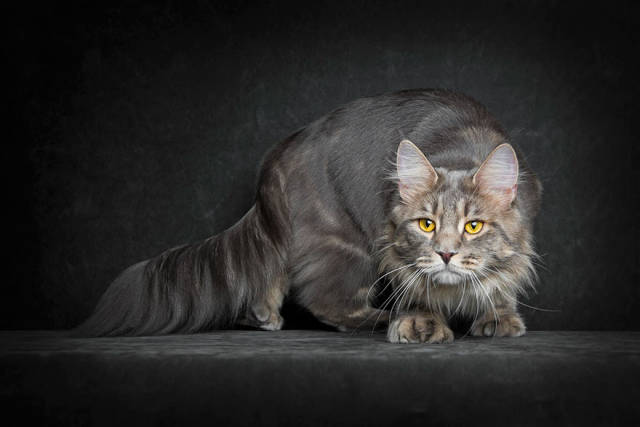 Majestic Photos Of The Largest Domesticated Breed Of Cats In The World