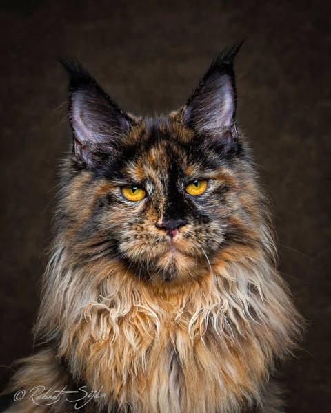 Majestic Photos Of The Largest Domesticated Breed Of Cats In The World