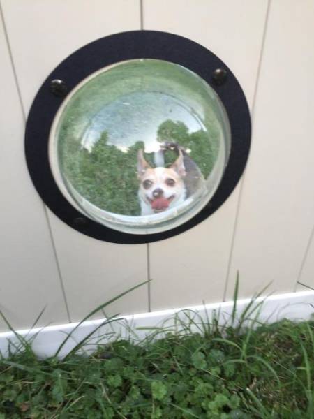 Special Windows For Dogs In A Fence