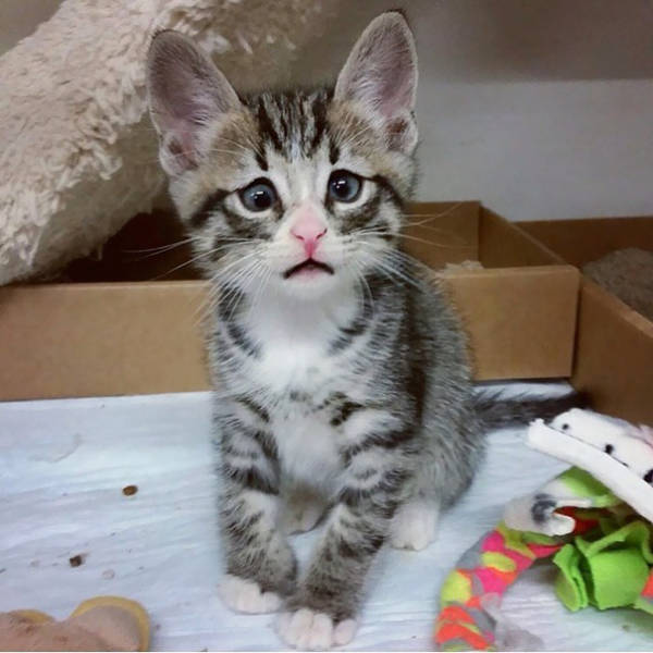 These Kittens Are So Cute You’ll Wanna Squeeze Them To Death