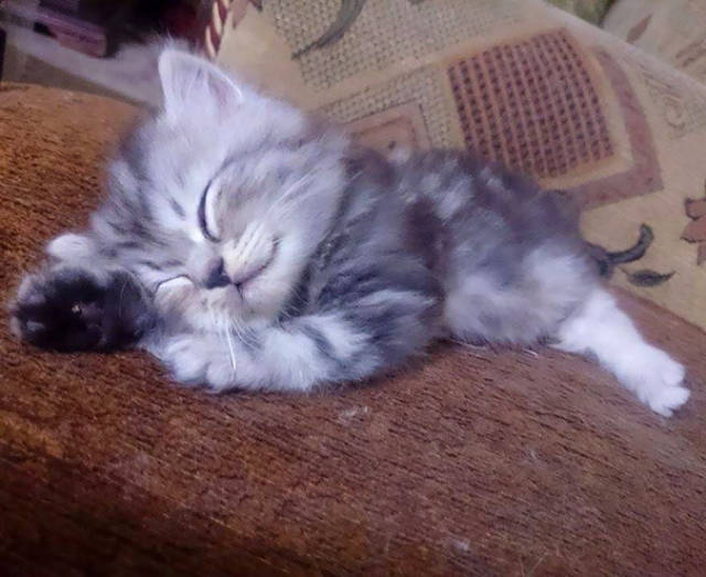 These Kittens Are So Cute You’ll Wanna Squeeze Them To Death