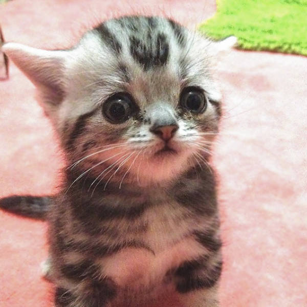 These Kittens Are So Cute You’ll Wanna Squeeze Them To Death