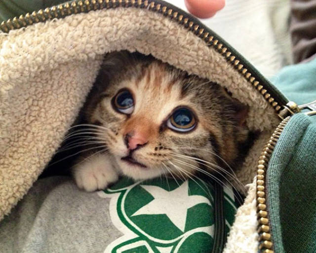 These Kittens Are So Cute You’ll Wanna Squeeze Them To Death