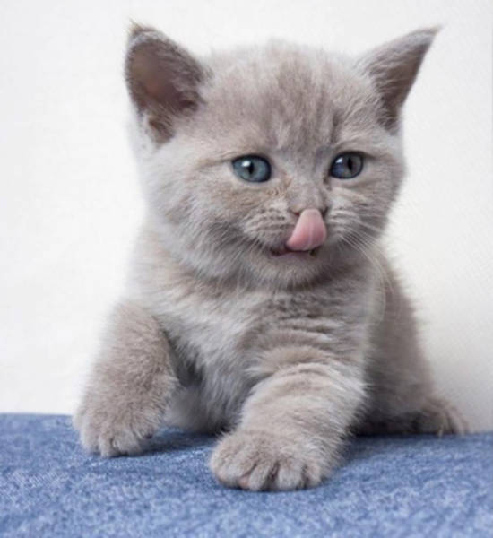 These Kittens Are So Cute You’ll Wanna Squeeze Them To Death