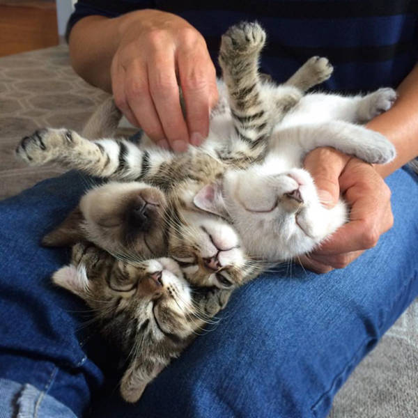 These Kittens Are So Cute You’ll Wanna Squeeze Them To Death