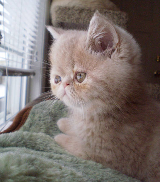 These Kittens Are So Cute You’ll Wanna Squeeze Them To Death