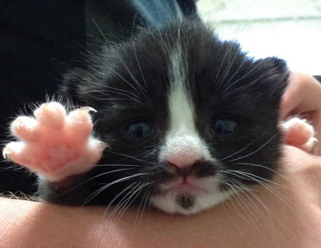 These Kittens Are So Cute You’ll Wanna Squeeze Them To Death