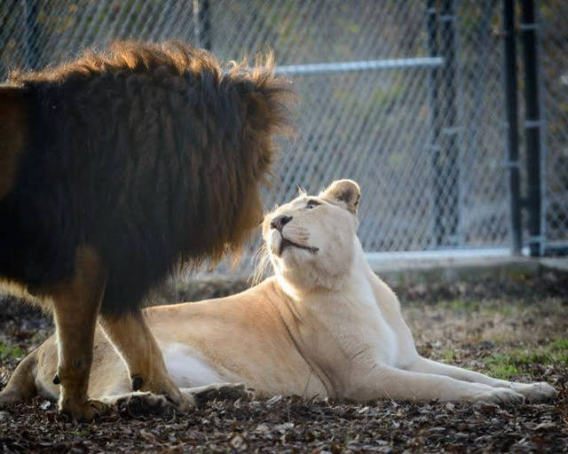 Abused Lion Almost Dies But Happily Her Life Takes A Turn For The Better