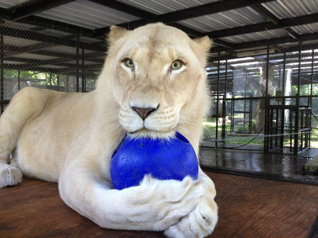Abused Lion Almost Dies But Happily Her Life Takes A Turn For The Better