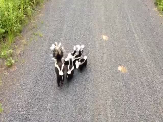An Unexpected Encounter Between Cyclist And A Family Of Skunks