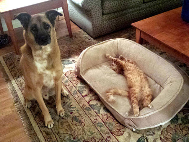 Poor Dogs Can’t Do Sh!T When A Cat Invades Their Bed