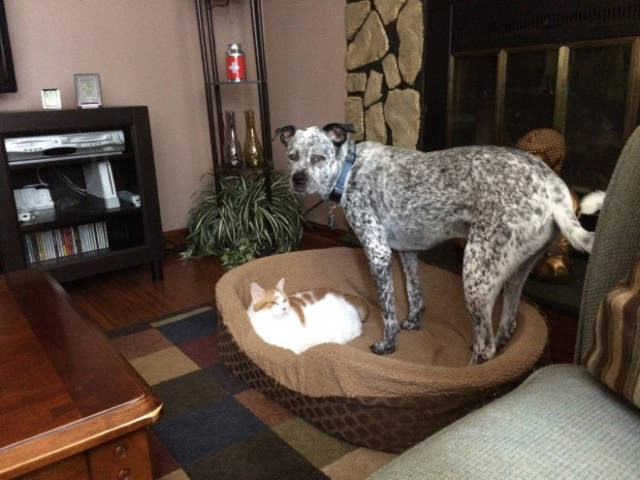 Poor Dogs Can’t Do Sh!T When A Cat Invades Their Bed